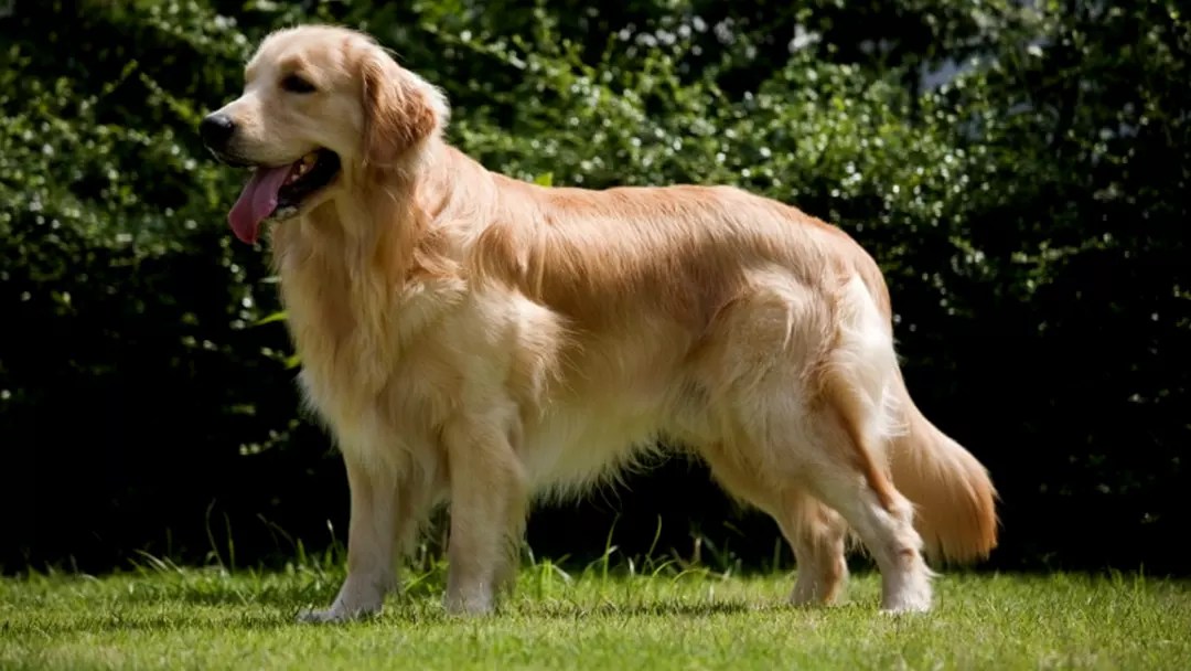 The Golden Retriever Look at the Breeds History and Development