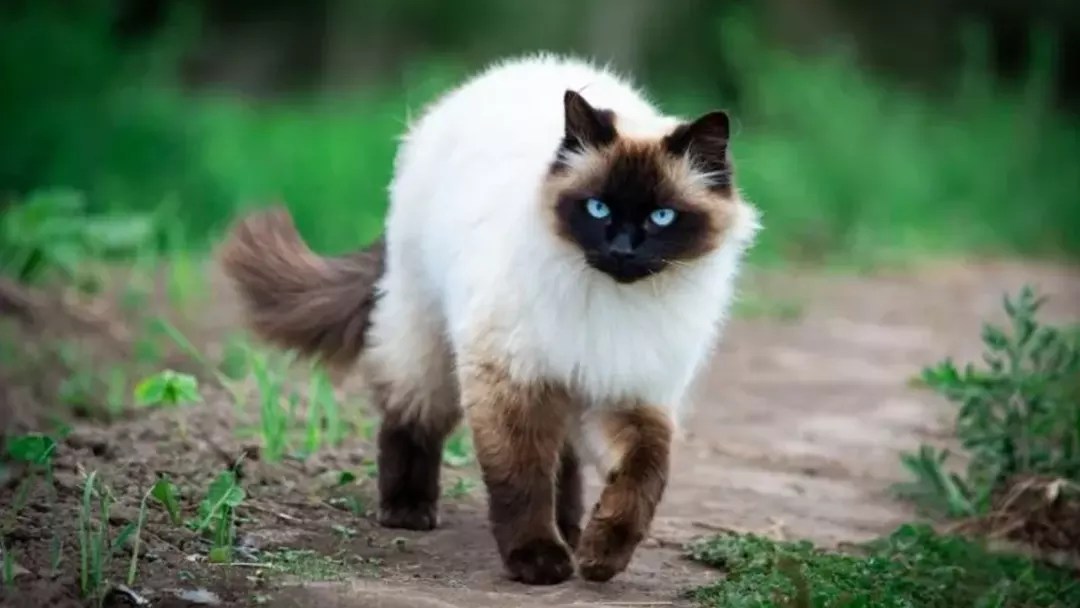 Guide to Ragdoll Mixed Breed and Their Characteristics
