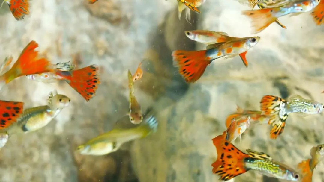 Guppy Care 101 How Many Guppies Can Live in a 10 Gallon Tank