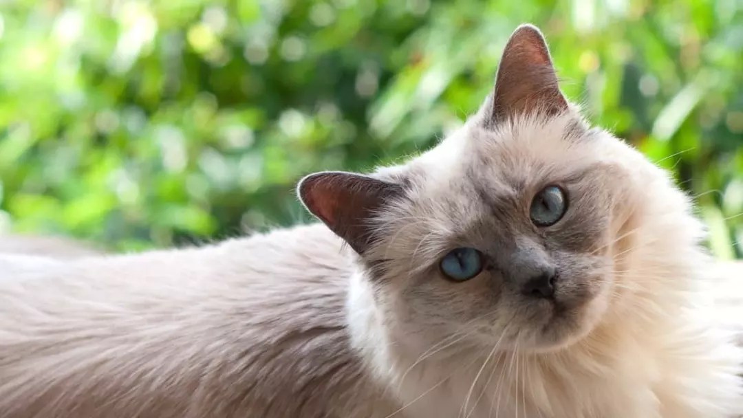 Guide to Ragdoll Mixed Breed and Their Characteristics