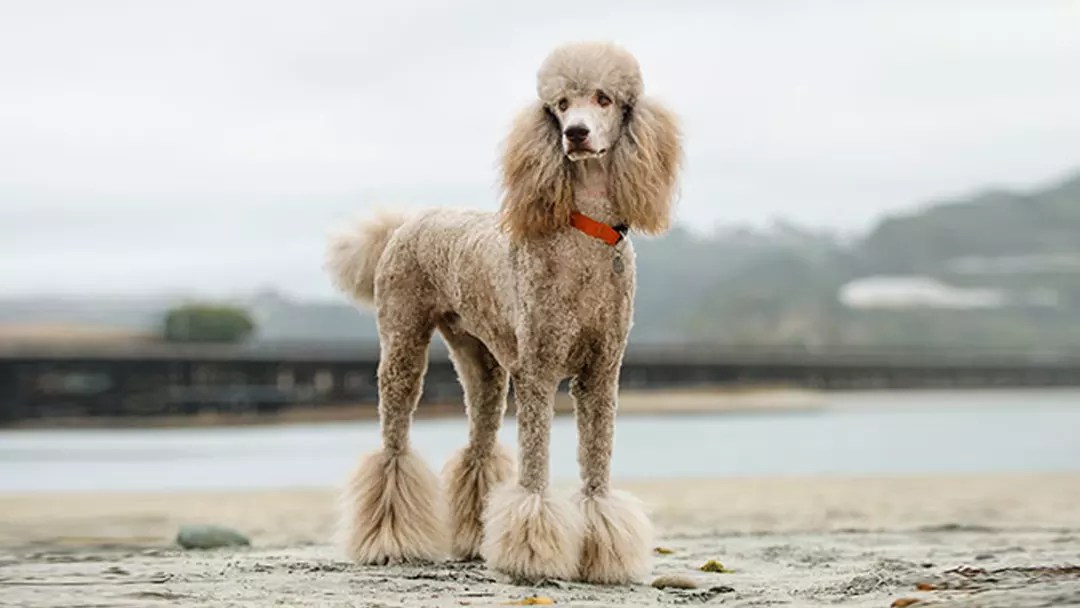 A Best Guide to Different Types of Poodle Breeds and Colors