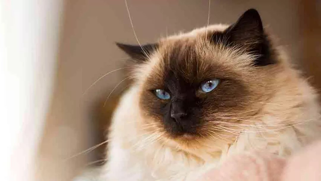 Guide to Ragdoll Mixed Breed and Their Characteristics
