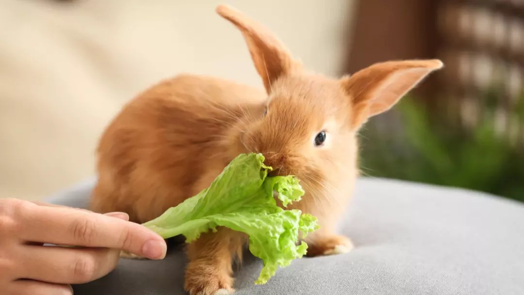 Rabbit Diet 101 Can Rabbits Eat Cucumbers?