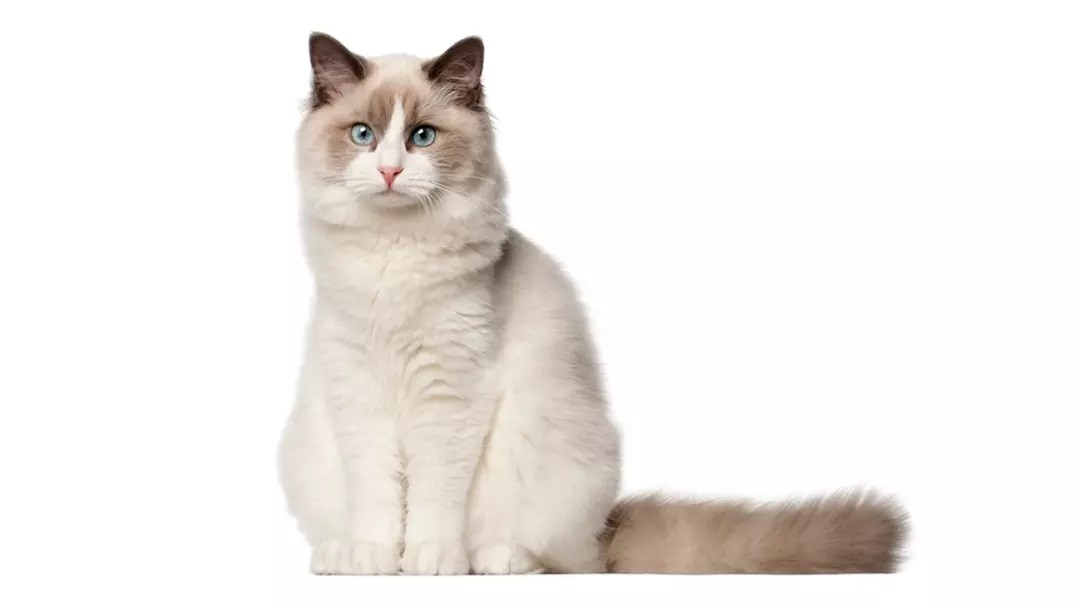 Guide to Ragdoll Mixed Breed and Their Characteristics