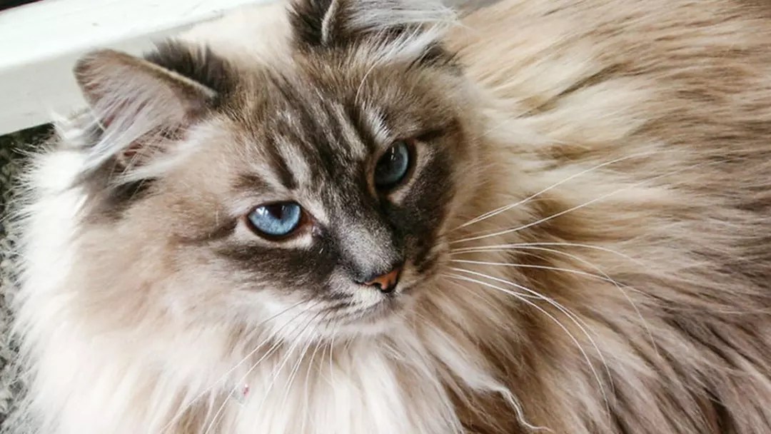 Guide to Ragdoll Mixed Breed and Their Characteristics
