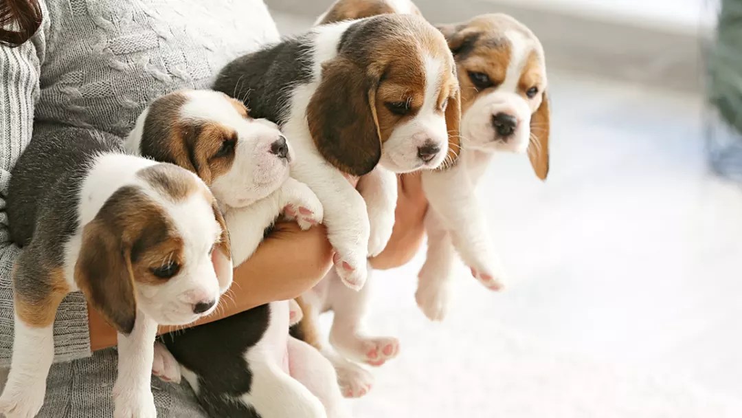 Top Surprising Facts About the Beagle Dog Breed