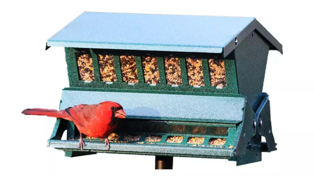 Perfect Guide to Different Types of Cardinal Bird Feeders