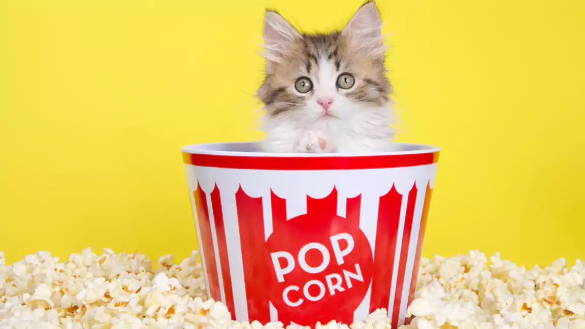 Can Cats Eat Popcorn? What You Need to Know Before!!!