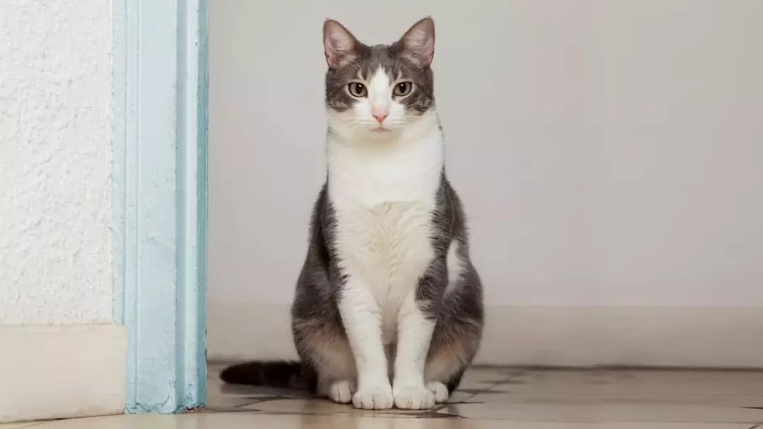 How Long Do Cats Really Live?