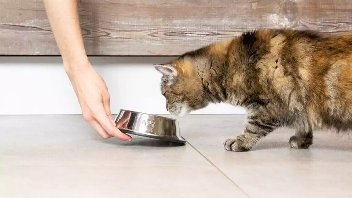 What Happens to Cats Who Don't Eat for Days?