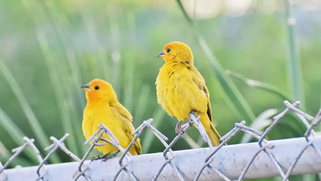 Everything You Need to Know About Types of Yellow Birds
