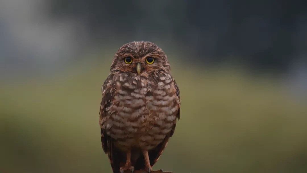 The Fascinating Characteristics of Owls Personality