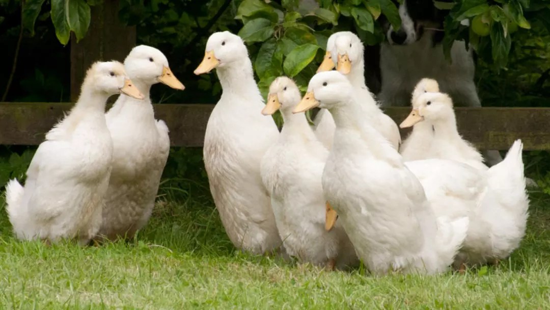 Breeds of Ducks A Beginner's Guide to Unique Duck Breeds