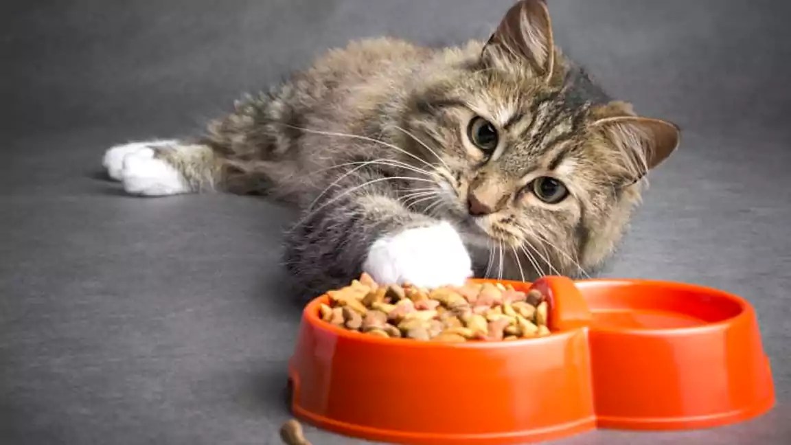 What Happens to Cats Who Don't Eat for Days?