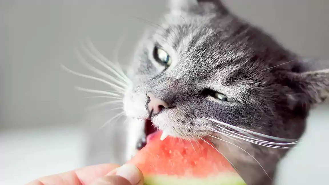 Can Cats Eat Human Food? A Comprehensive List of Safe Options