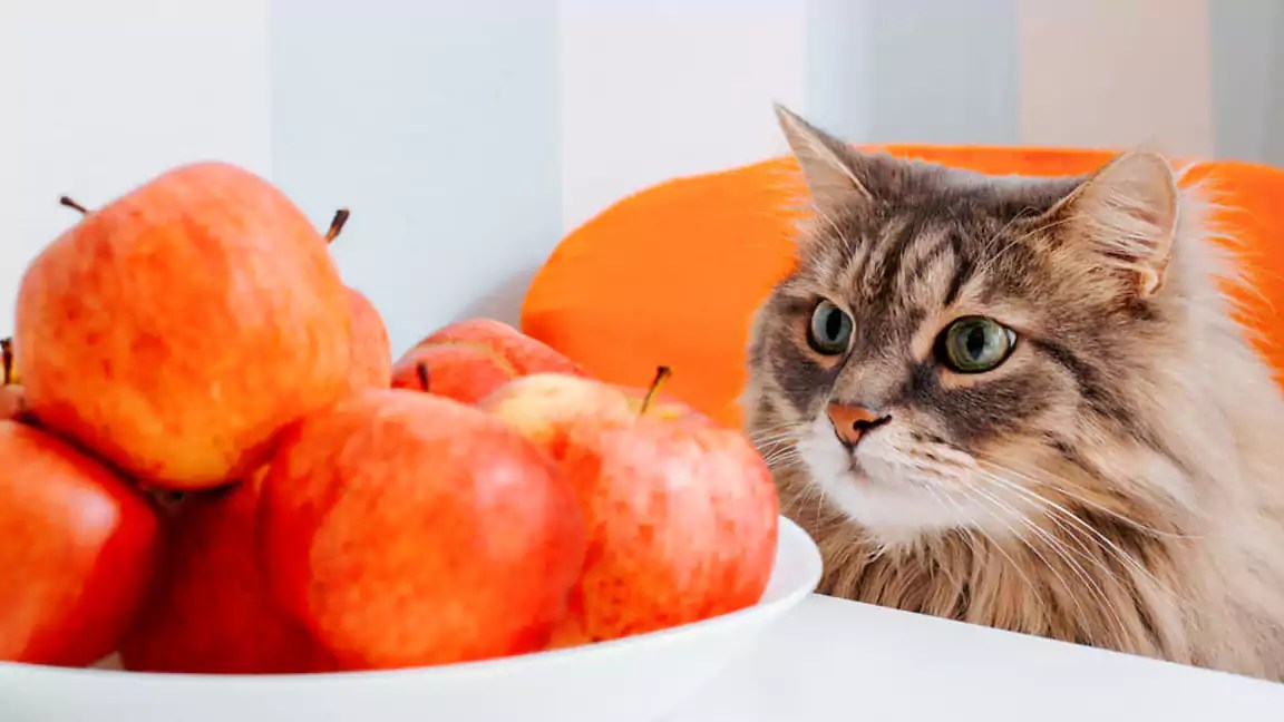 Can Cats Eat Human Food? A Comprehensive List of Safe Options