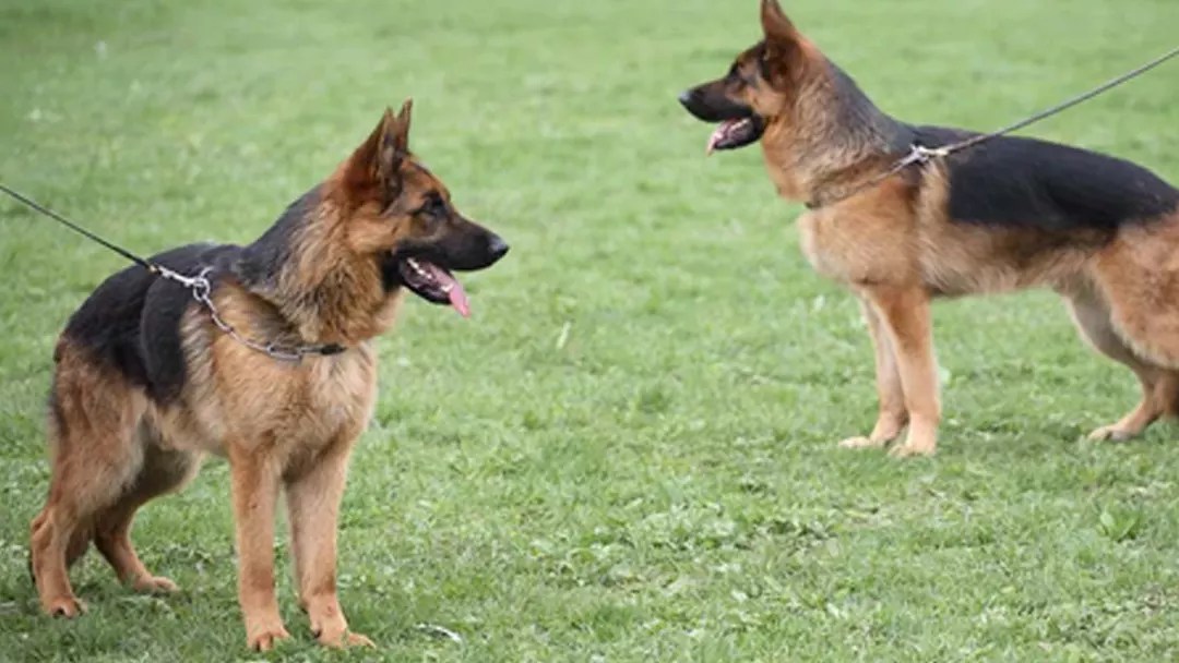 Best Collars for Dogs That Pull Which Ones Really Work