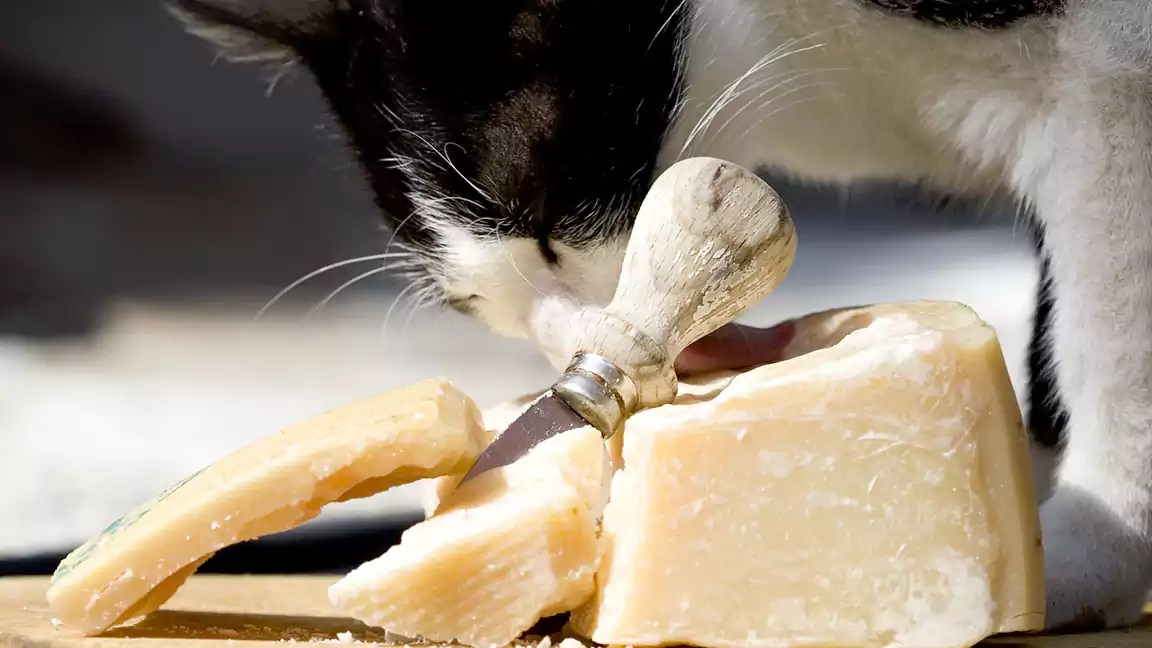 Can Cats Eat Human Food? A Comprehensive List of Safe Options
