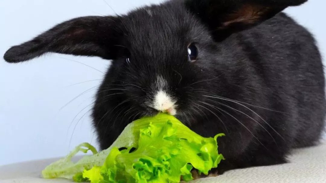 A Comprehensive Look at Rabbit Diets. What do rabbits eat?