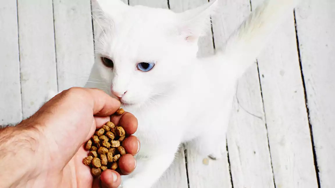 Can Cats Eat Human Food? A Comprehensive List of Safe Options