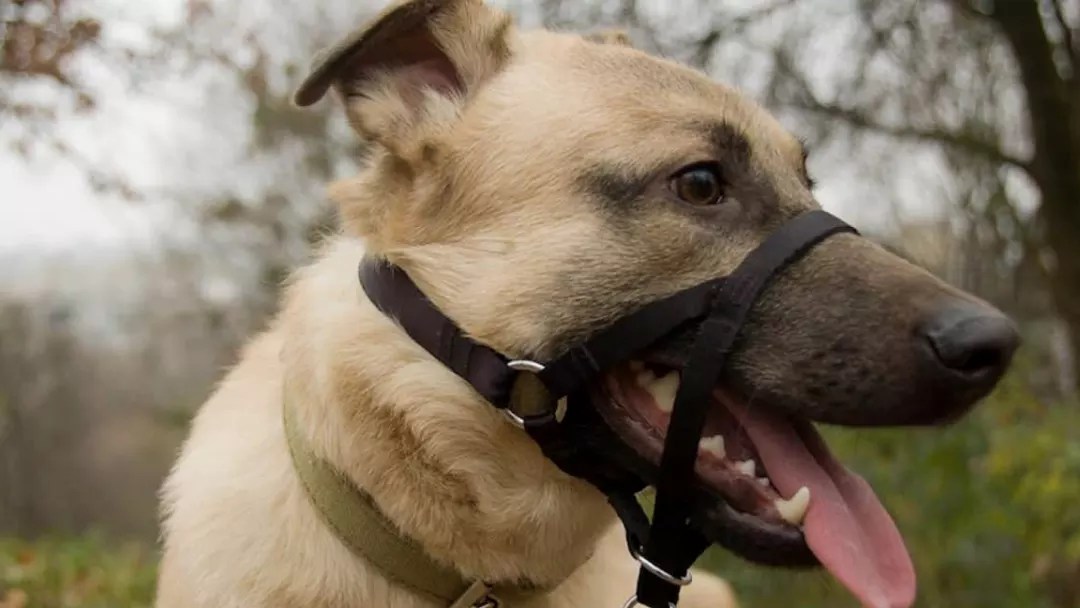Best Collars for Dogs That Pull Which Ones Really Work