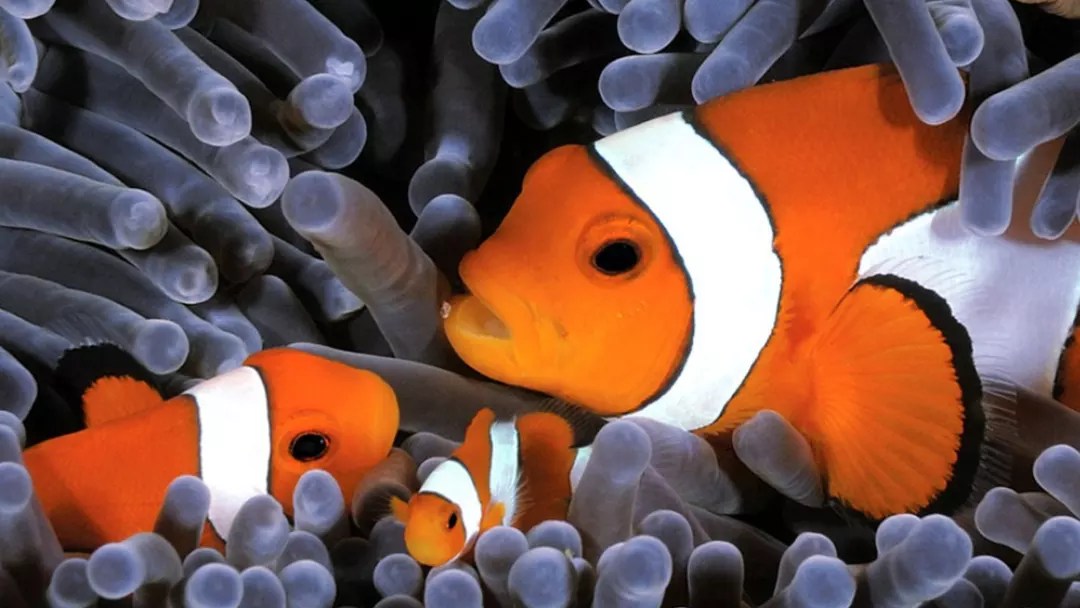 Get to Know About the Amazing Common Clownfish.
