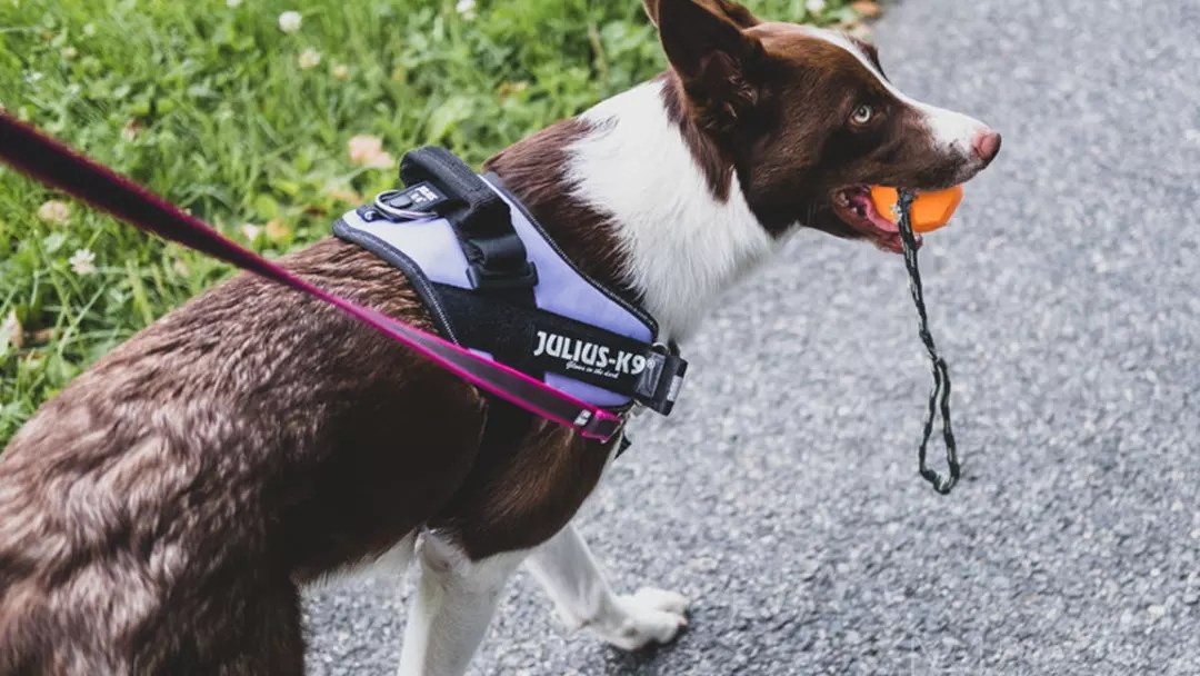 Best Collars for Dogs That Pull Which Ones Really Work