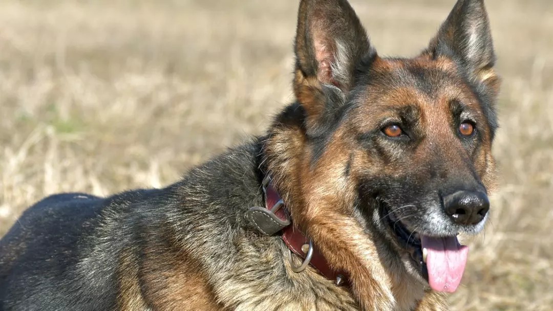 Best Collars for Dogs That Pull Which Ones Really Work