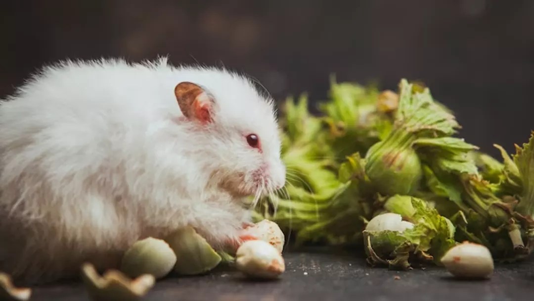 A Comprehensive Look at Rabbit Diets. What do rabbits eat?