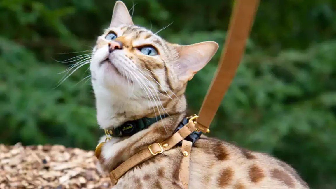 How to Choose the Right Cat Collar with Bell for Your Pet