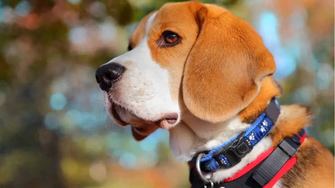 Best Collars for Dogs That Pull Which Ones Really Work