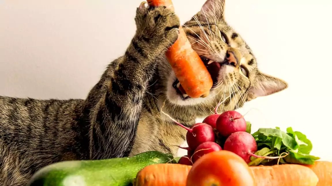Can Cats Eat Human Food? A Comprehensive List of Safe Options