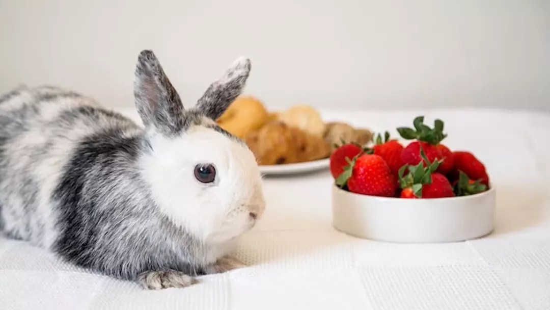 A Comprehensive Look at Rabbit Diets. What do rabbits eat?