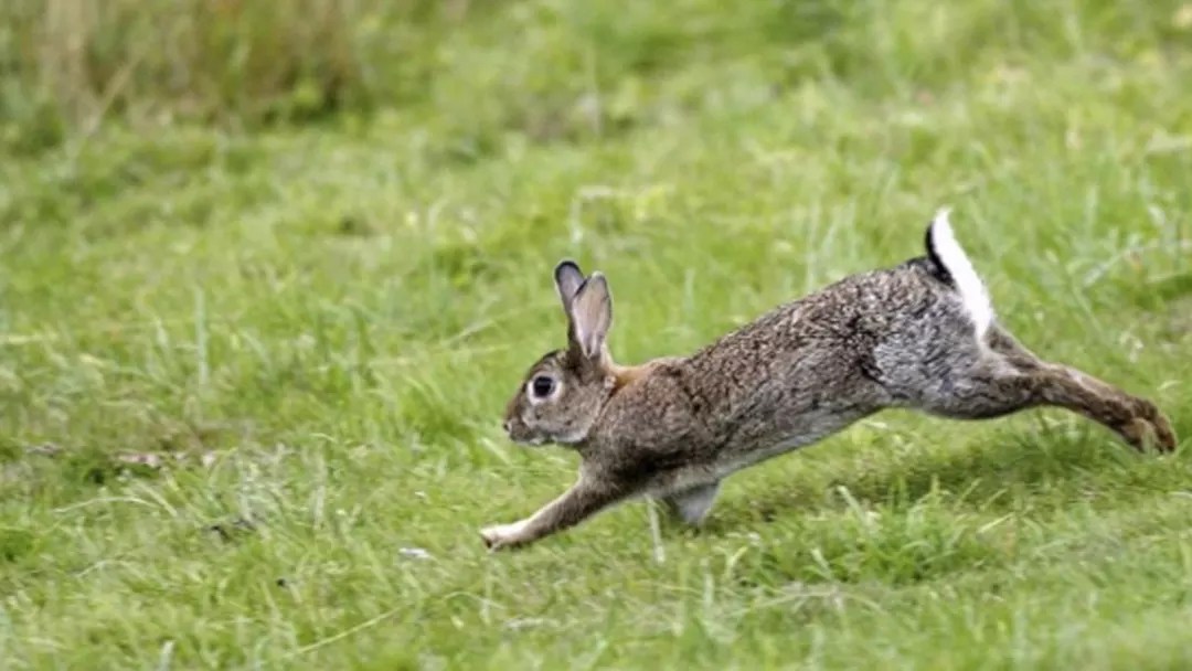 A Comprehensive Look at Rabbit Diets. What do rabbits eat?