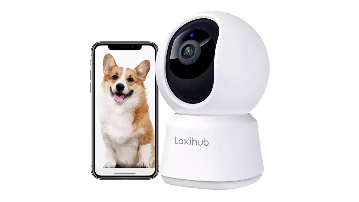 The Best Dog Accessories You Need Now