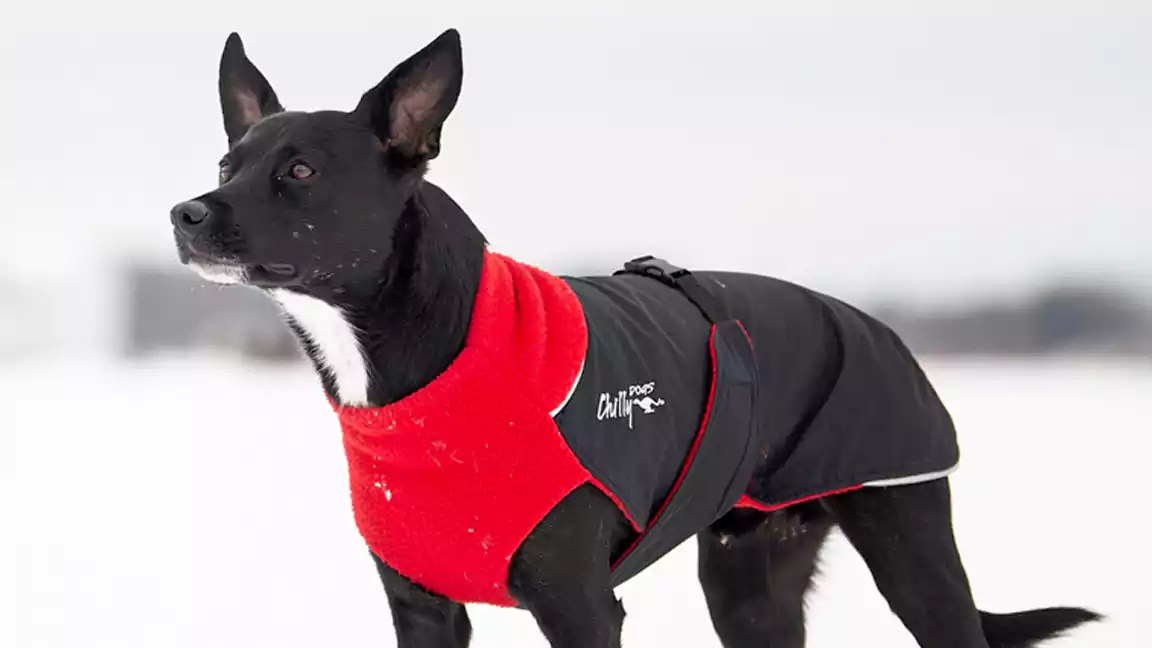 The Best Dog Accessories You Need Now