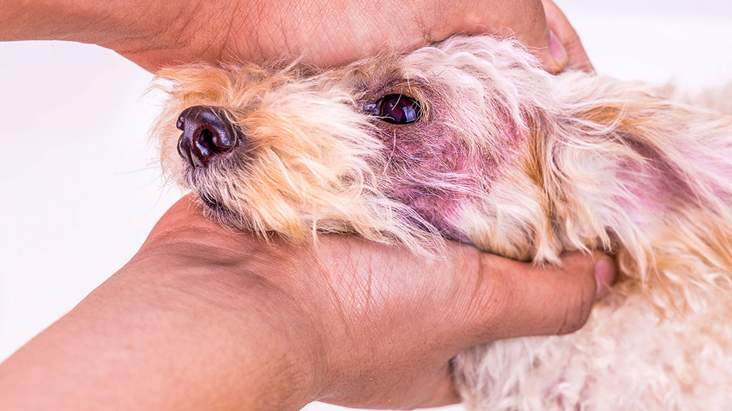 How to Tell if Your Dog Has a Fever A Pet Parent's Guide