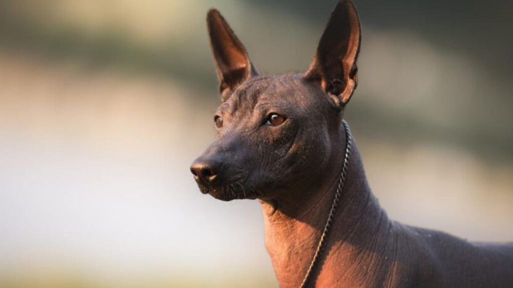 Small Dogs That Don't Shed Top Hypoallergenic Breeds