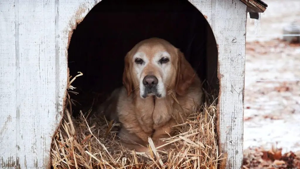How to Heat a Dog House Safely & Reliably