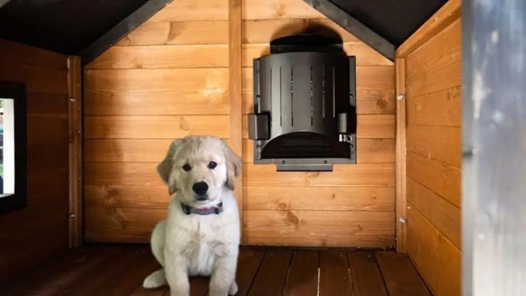 What To Put In Dog House for Warmth Complete Guide