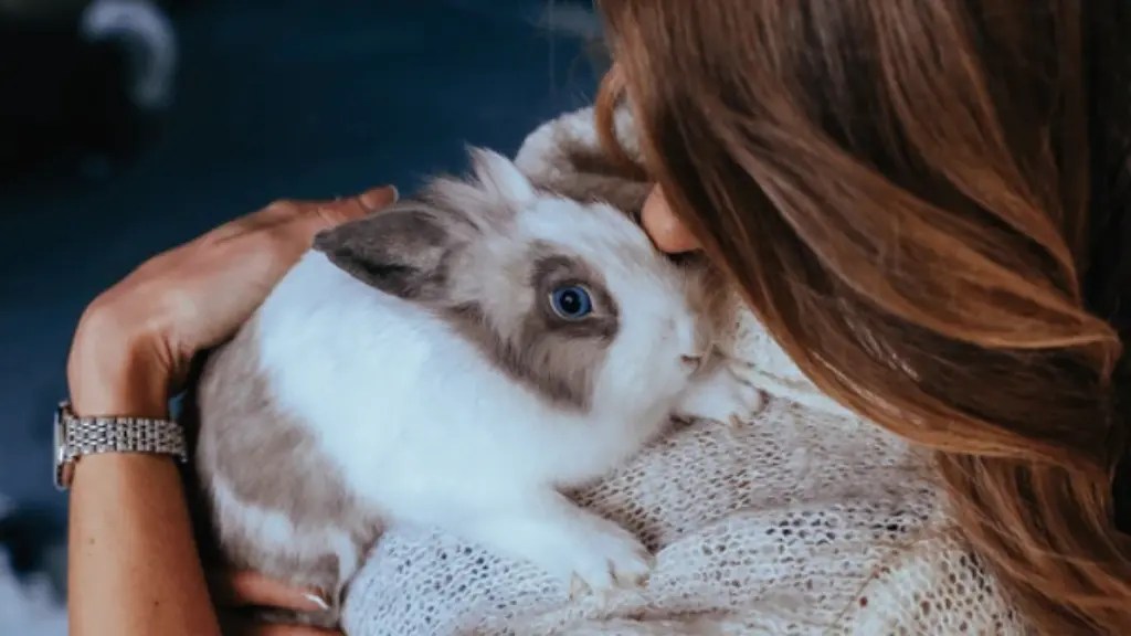 Tips to Get Rabbits Bonding with Humans