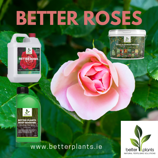 Rose Treatment Pack Better Plants