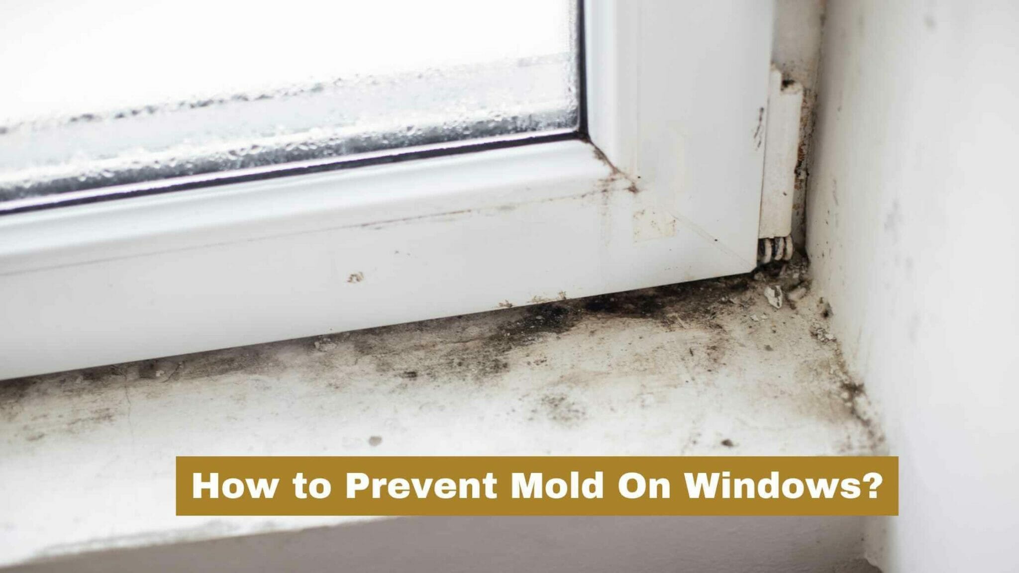 How To Prevent Mold On Windows? 7 Ways To Prevent Mold