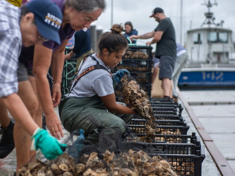 The Billion Oyster Project harnesses the oyster’s unique ability to
