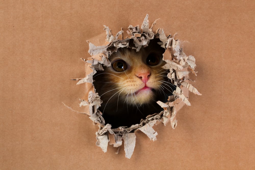 Why Does My Cat Chew Cardboard? (And Is It Okay?)
