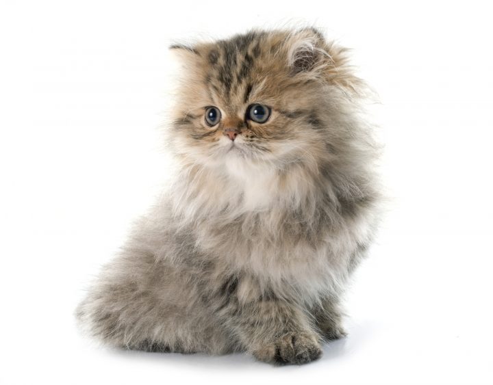 Why Are Cats So Soft (5 Reasons Your Cat's Fur Is Soft)