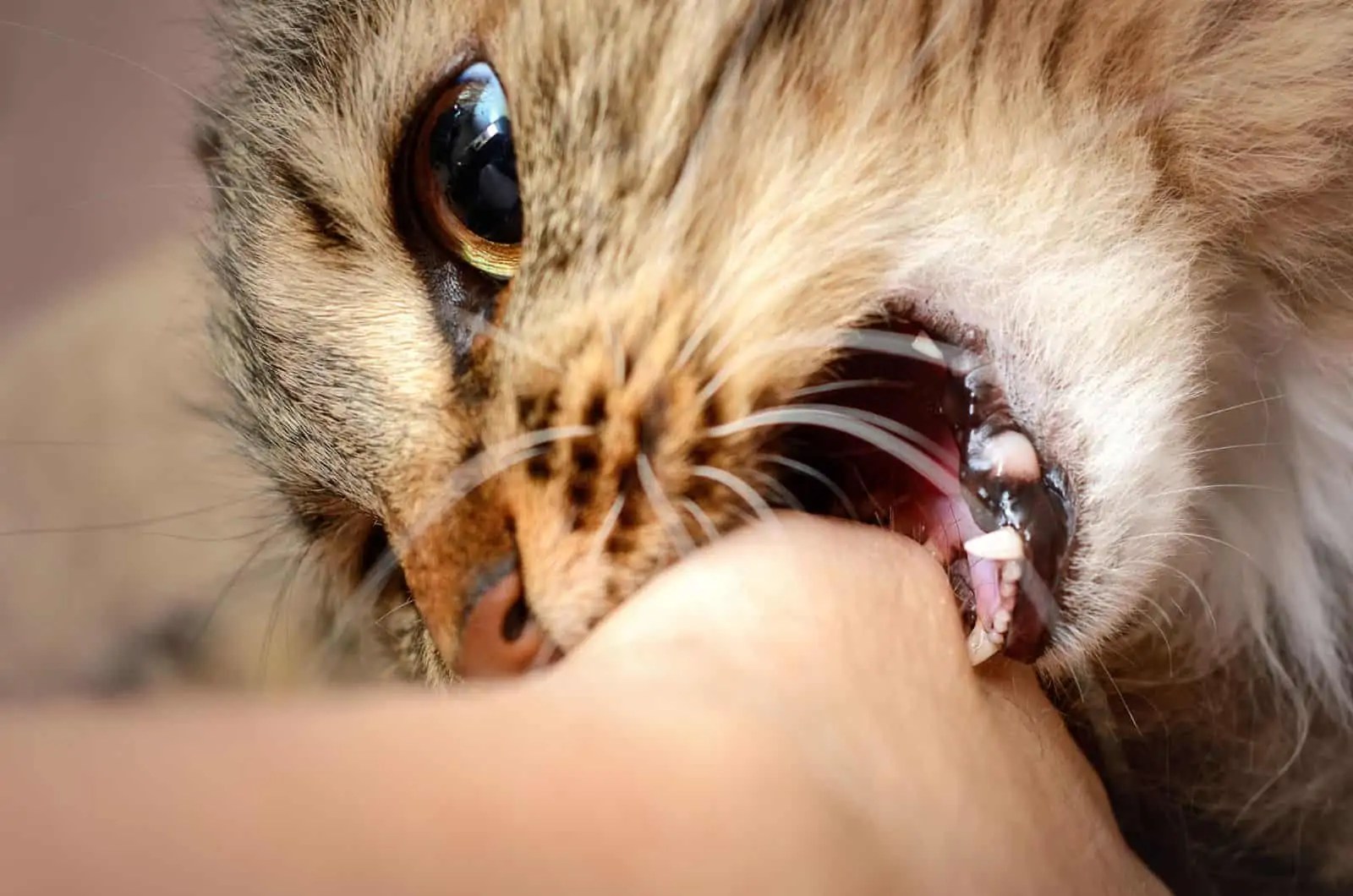 Why Does My Cat Bite Me Gently Out Of Nowhere? 12 Motives