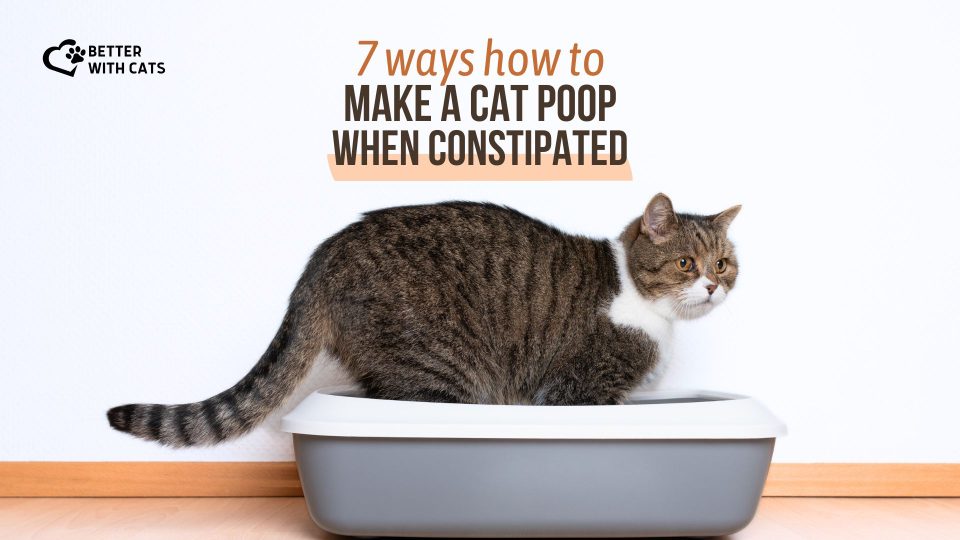 7 Ways How To Make A Cat Poop When Constipated