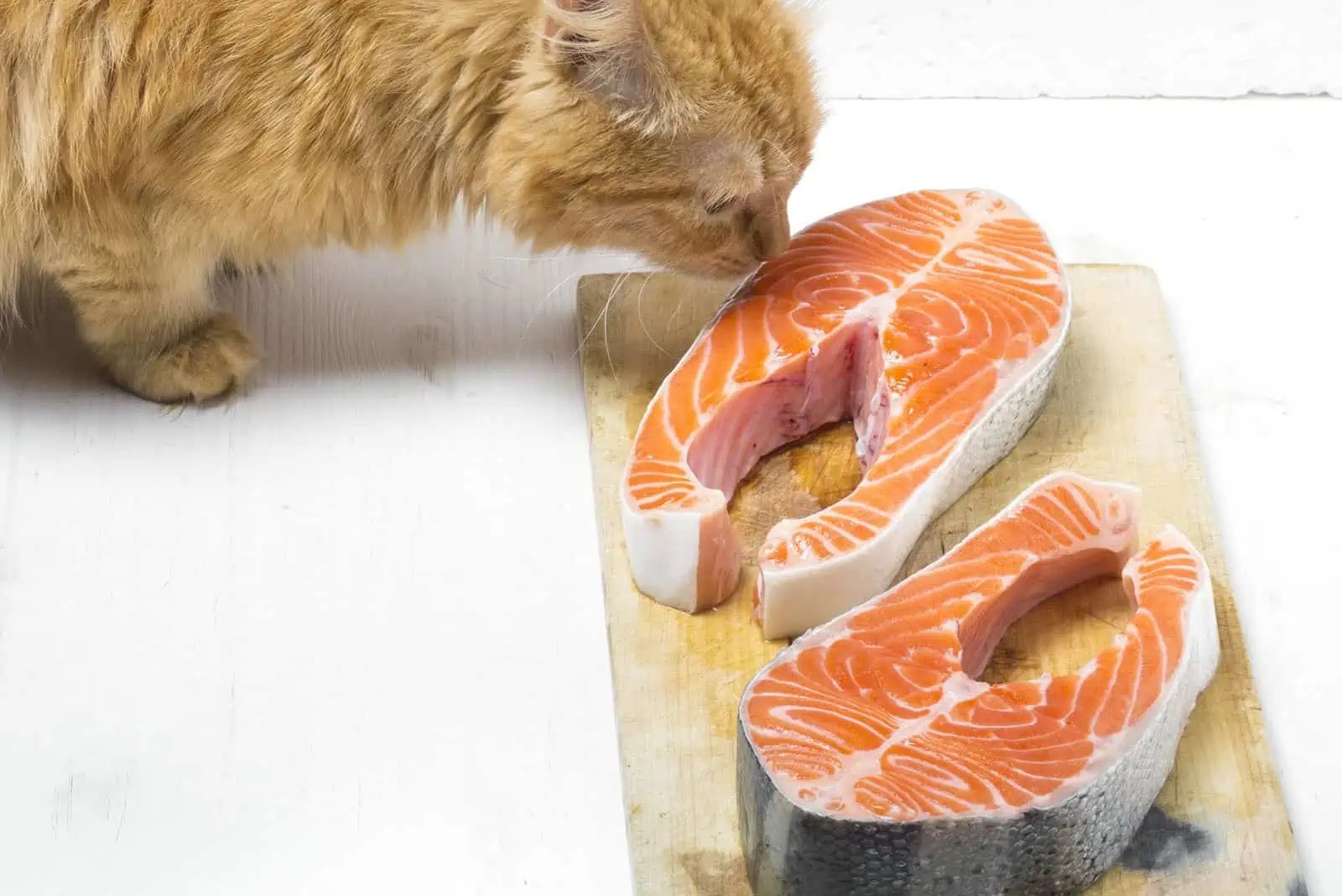 4 Homemade Cat Food To Gain Weight
