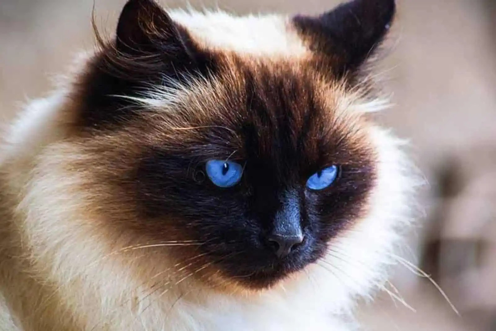 A Guide To The Himalayan Ragdoll Cat Hybrid